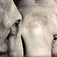 Illustration for article titled Elephants Were Once Used As Executioners